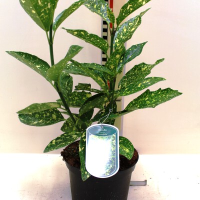 Aucuba jap. Crotonifolia c3